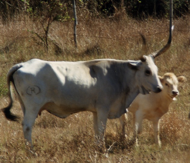 Animali al pascolo